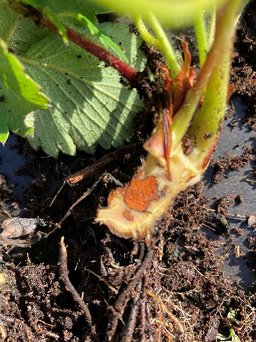 Phytophthora cactorum 2.jpg